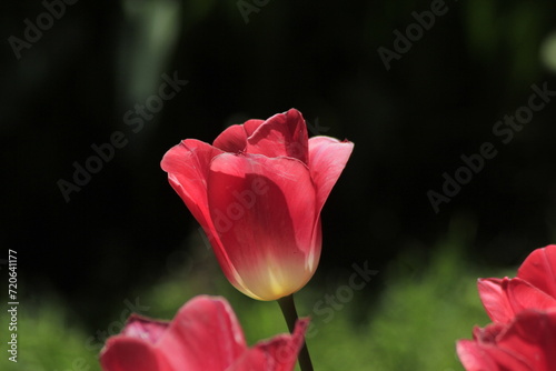 pink tulip in the garden