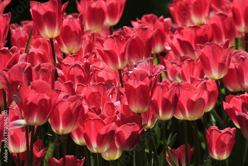 pink tulips in the garden