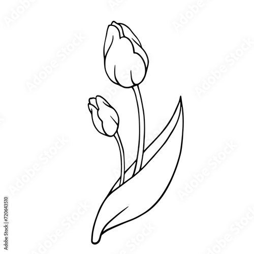 Line sketch of spring tulip flowers.Vector graphics.
