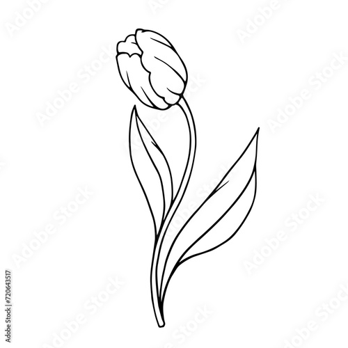 Line sketch of spring tulip flowers.Vector graphics.