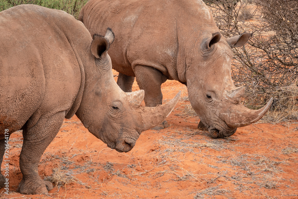Obraz premium Black rhinoceros (Diceros bicornis) in the red sands of the Kalahari Desert, Namibia, Africa
