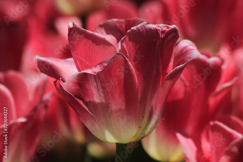 pink tulip closeup