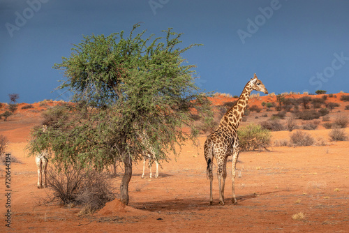 South African giraffe  Giraffa camelopardalis  in the red sands of the Kalahari Desert  Namibia  Africa