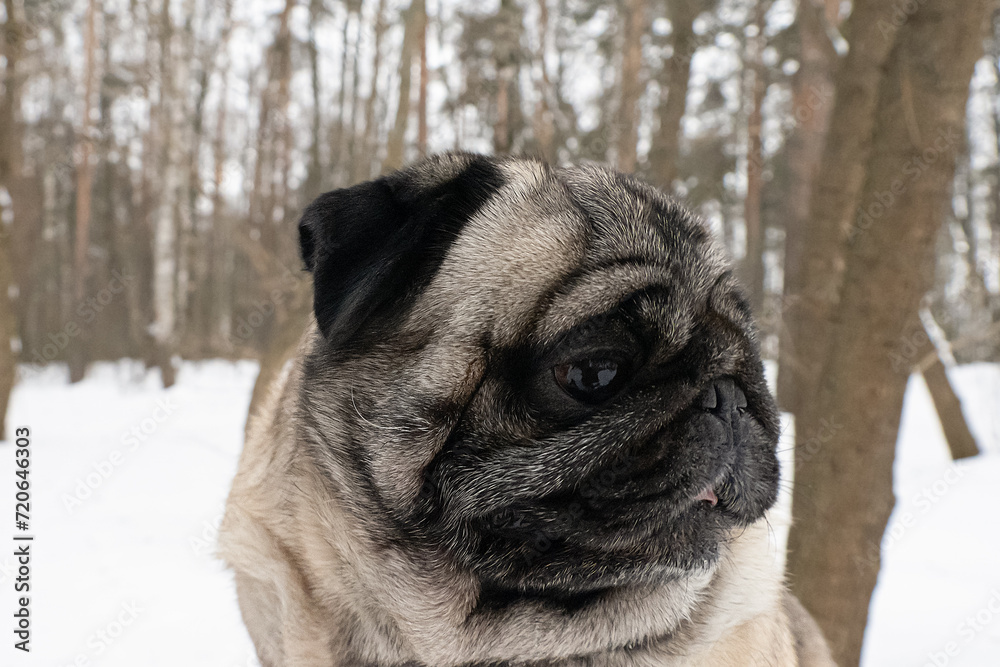 Dog. Pug. Thoroughbred dog in winter. Animal themes. Pets