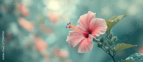 Blurred Vintage Effect: Stylish Hibiscus Flower in a Blurred Vintage Effect Style © AkuAku