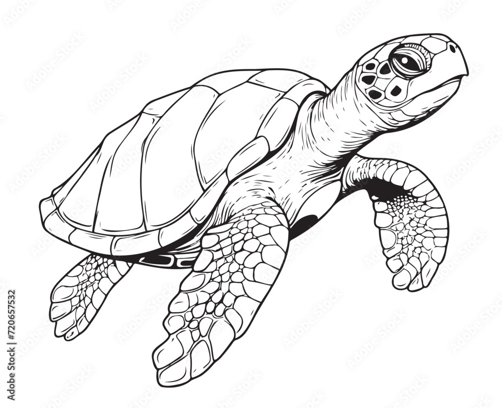 Fototapeta premium Sea turtle reptile sketch hand drawn in graphic Vector