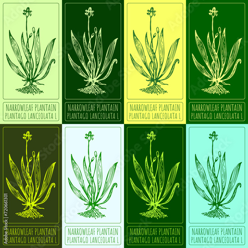 Set of drawings of NARROWLEAF PLANTAIN in different colors. Hand drawn illustration. Latin name PLANTAGO LANCEOLATA L. photo
