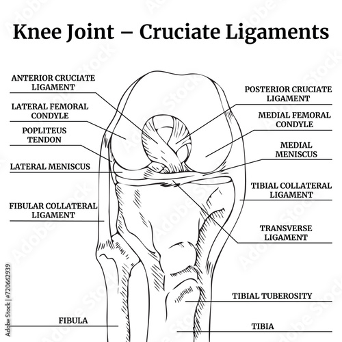 Anatomy of leg bones and cruciate tendons. Sketch with black lines with description. Medical poster. Vector illustration