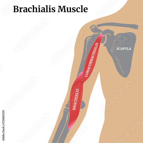 Anatomy of the human body. Brachialis muscle and arm bones with scapula. Medical poster, diagram. Vector illustration