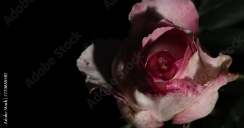Uma bela e singela flor chamada rosa. A beleza da natureza. Bela flor. Bela rosa. photo