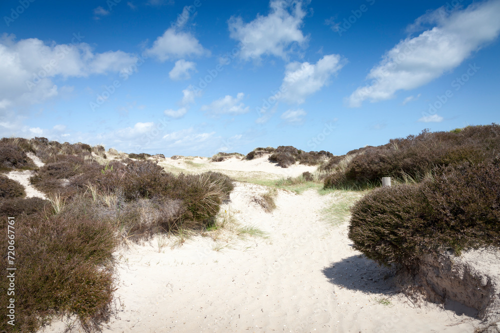 Studland Bay sand dunes, Dorset, UK