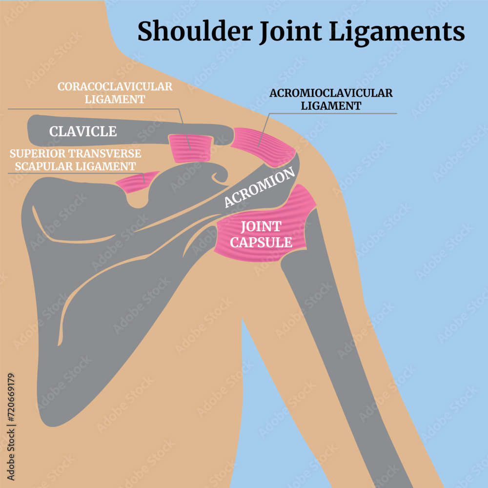 Crosssectional anatomy of human muscles and bones. Ligaments of the
