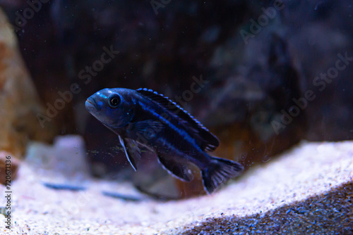 african lake malawi cichlids