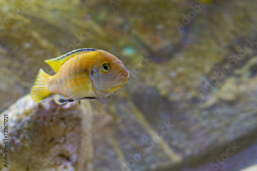 african lake malawi cichlids