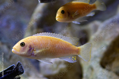african lake malawi cichlids