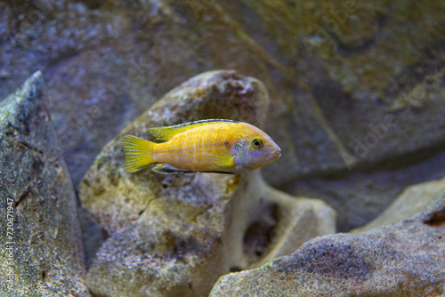 african lake malawi cichlids
