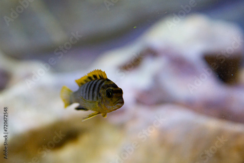 african lake malawi cichlids
