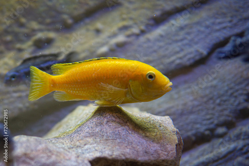 african lake malawi cichlids