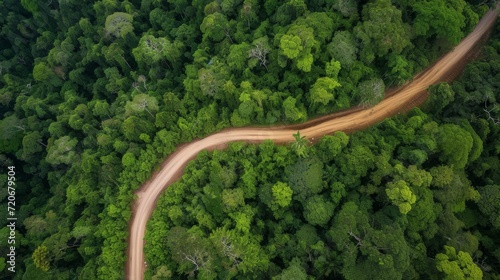 Golden sandy coloured logger's road cut through a, serene untouched rainforest. A visual journey into the heart of conservation and biodiversity, captured in every lush detail
