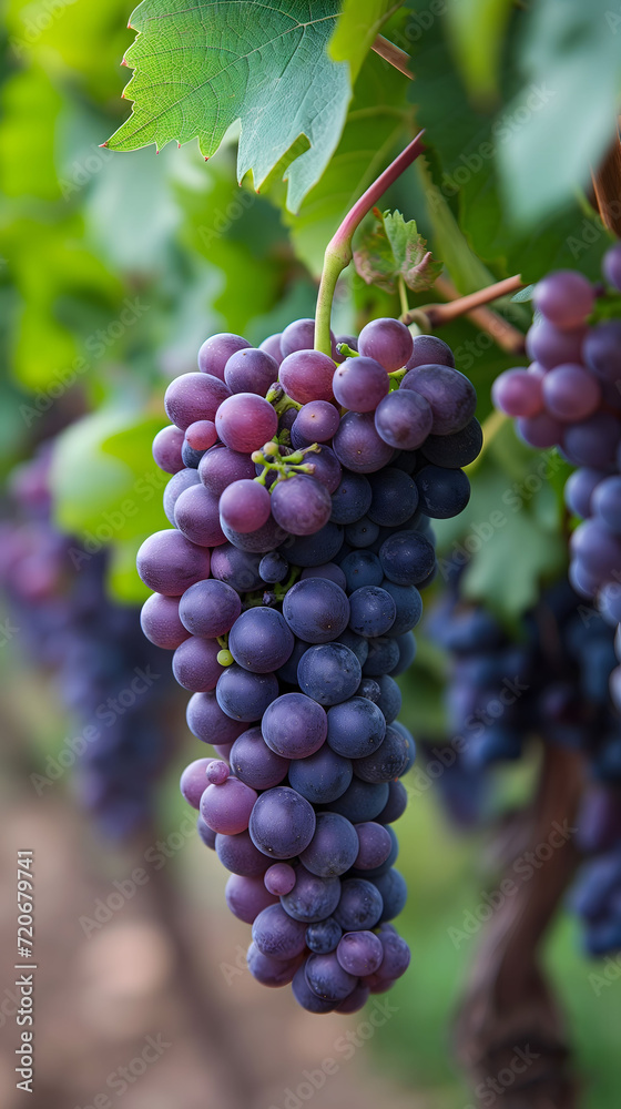 Dense purple grape bunches hanging in a vineyard