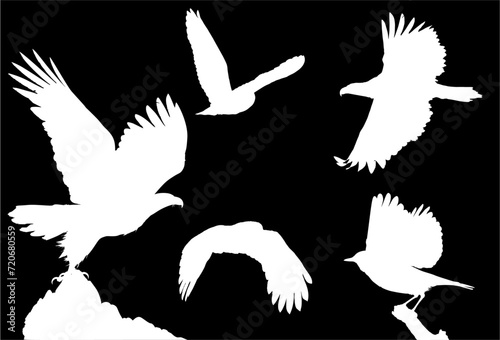 ave, silueta, aguilas, apresurado, vector, animal, , buho