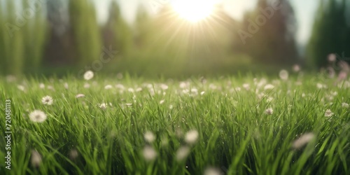 Green lawn with tall grass in the sun and a soft blurry background.