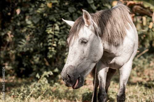 Fototapeta Naklejka Na Ścianę i Meble -  Beautiful grey white horse pony in Costa Rica tight to a rope