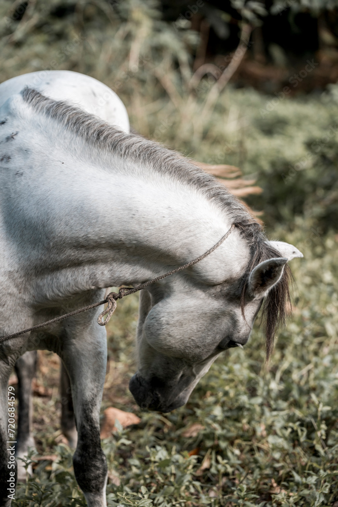 Fototapeta premium Beautiful grey white horse pony in Costa Rica tight to a rope