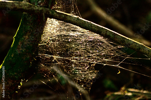 Spider web on trees
