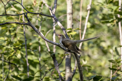 The yellow-billed cuckoo (Coccyzus americanus) photo