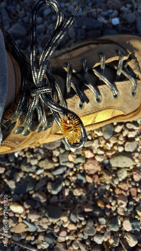 Brown spiny cocklebur stuck on lace of hiking boot photo