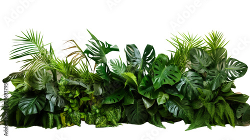 Tropical Green Plant Bushes on White Background  Lush Foliage Botanical Composition in Vibrant Detail