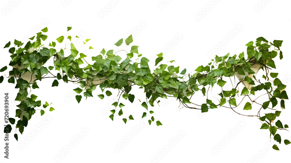 Climbing plant on white background: botanical composition of lush vine foliage in detailed close-up Climbing plant on white background: botanical composition of lush vine foliage in detailed close-up
