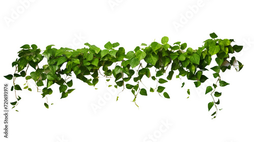 Climbing plant on white background: botanical composition of lush vine foliage in detailed close-up
