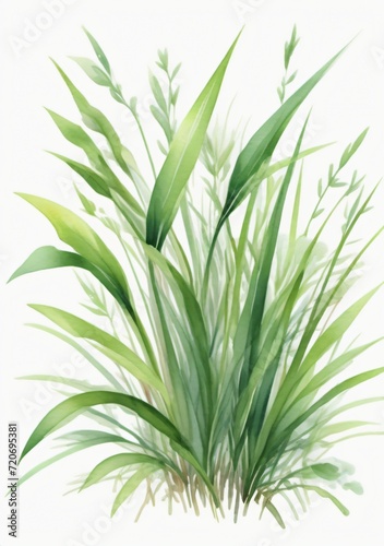 Watercolor Illustration Of Grass Isolated On White Background