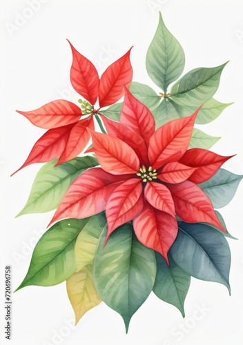 Watercolor Illustration Of A Poinsettia Plant Isolated On White Background