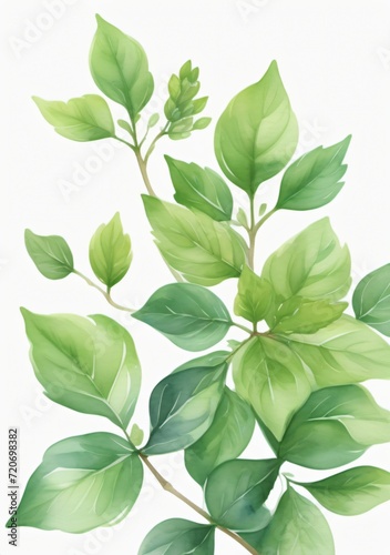 Watercolor Illustration Of A Green Whorled Shrub Isolated On White Background