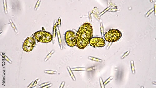 Japanese diatoms under the microscope. Brightfield, 400x magnification.