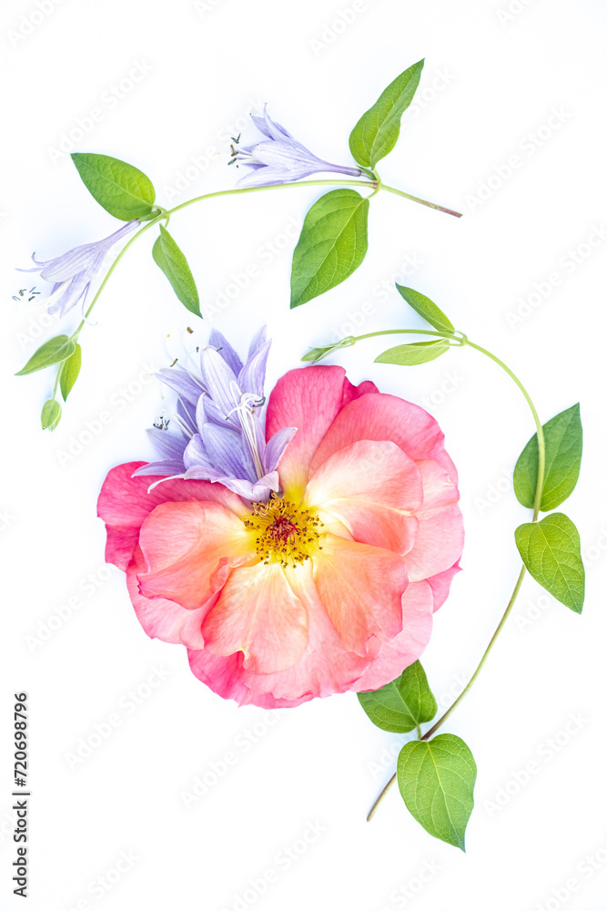 floral layout of pink rose and lilac flowers on a white background. Top view. Spring or summer floral background with copy space. 
