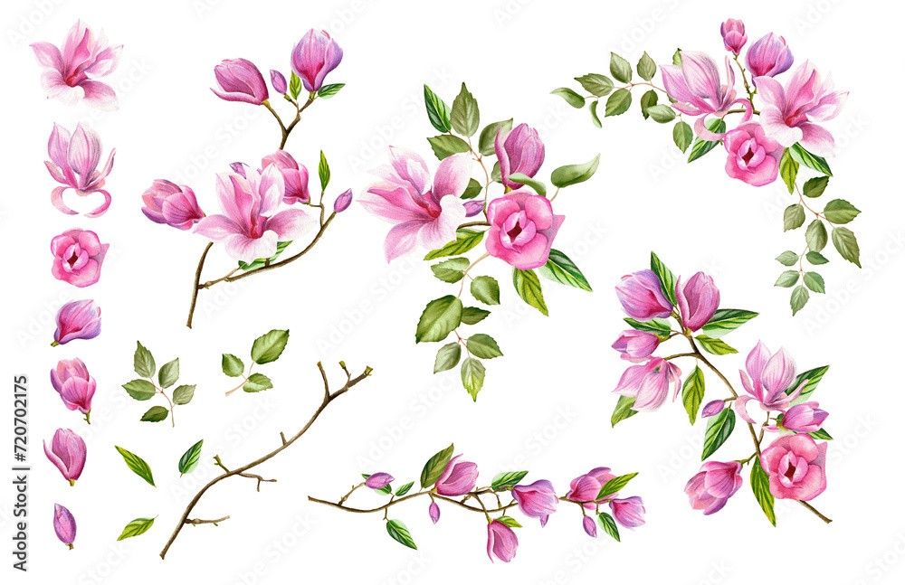 Watercolor floral illustration with blooming pink magnolia flowers and branches isolated on transparent background. Spring flowers for invitation, wedding or greeting cards.	