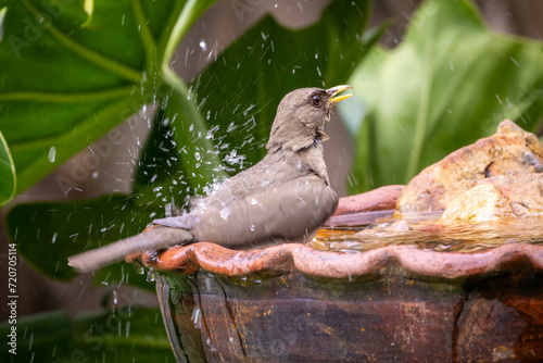 The Creamy-bellied Thrush also know as Sabia Poca bathing in a drinking fountain. Species Turdus amaurochalinus. Bird lover. Birdwatching. Birding.