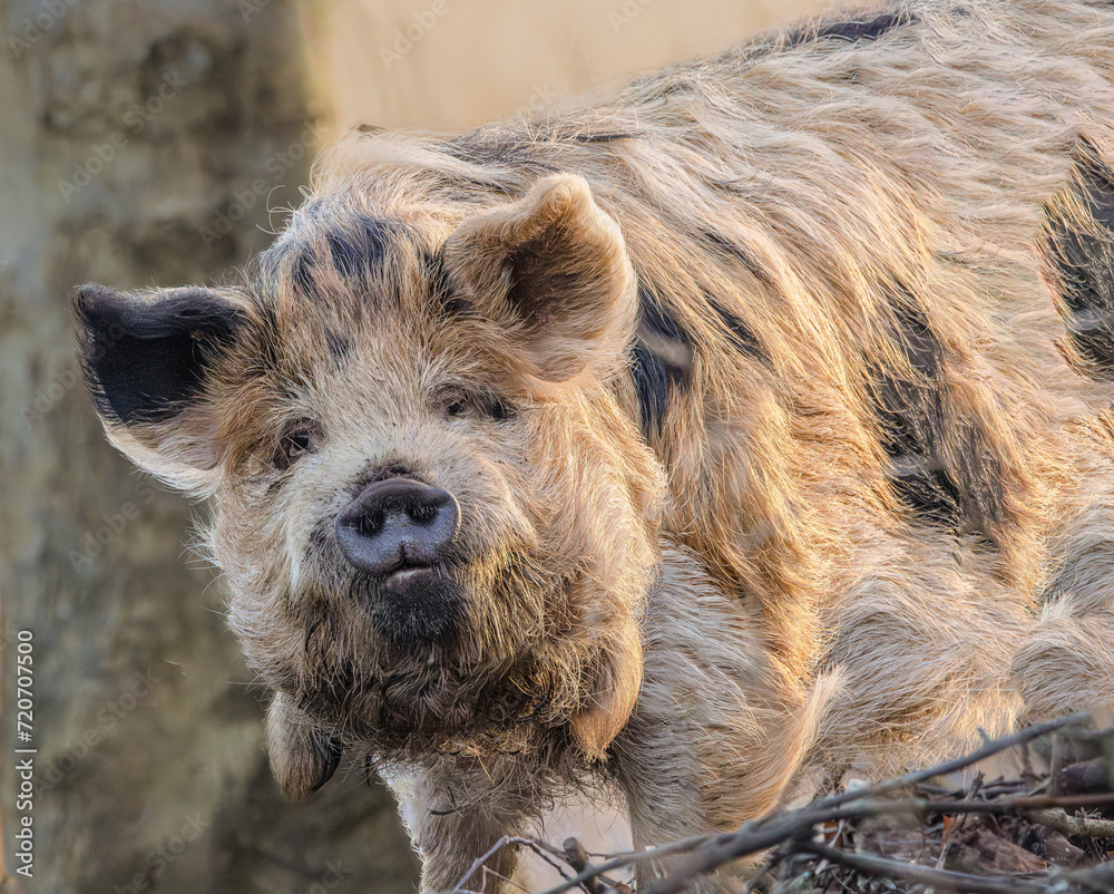 Portrait of a Kune kune, Sus scrofa domesticus, with cream-colored long hairy coat Portrait of a Kune kune, Sus scrofa domesticus, with cream-colored long hairy coat