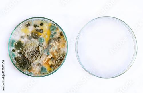 petri dish, mold, various types of fungi photo