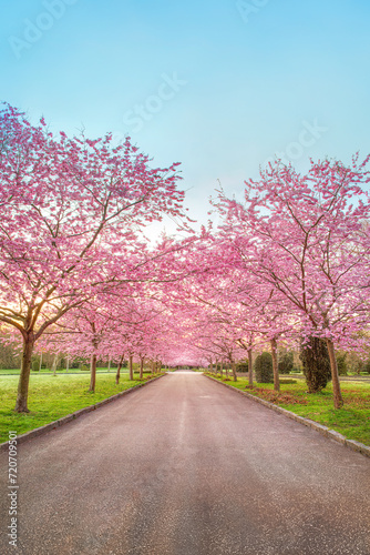Cherry Blossom Trees blooming at Bispebjerg Cemetery, Copenhagen, Denmark.
