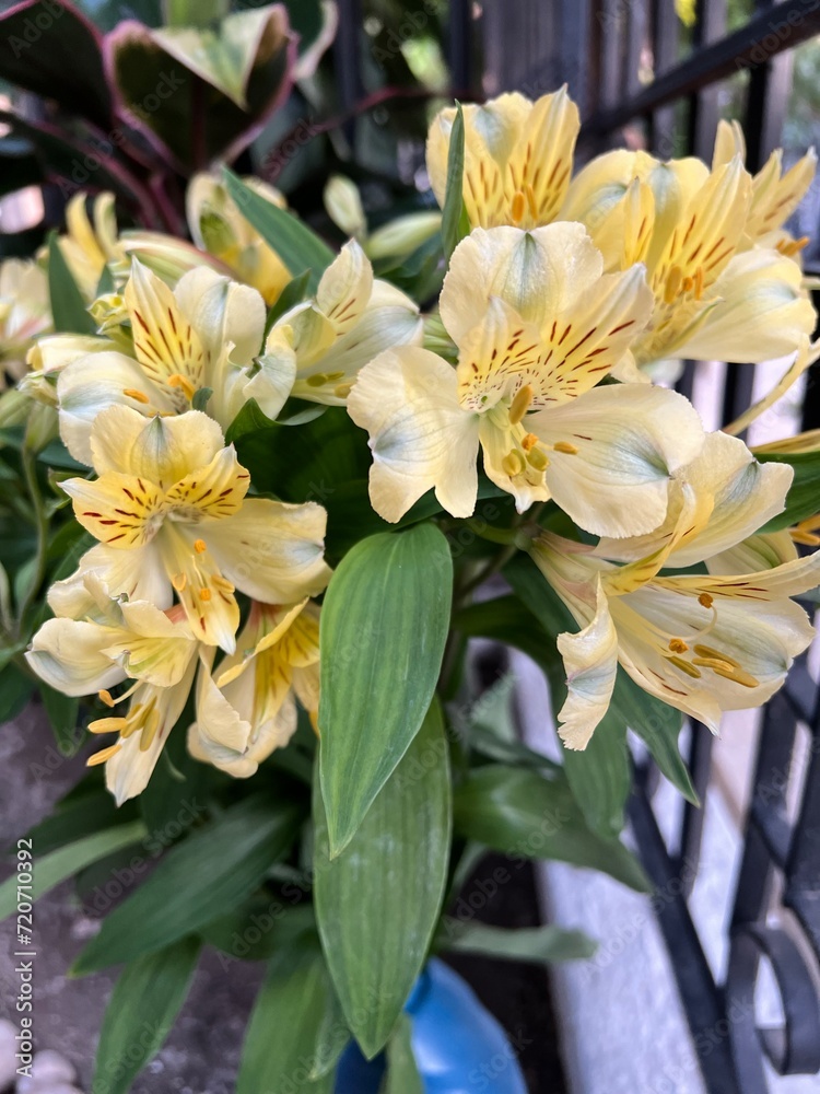 Flowers yellows Flowers yellows