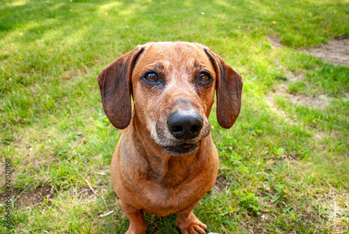 adorable brown dachshund playing in the garden in summer