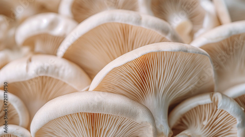 Enchanted Forest Delicacies: A Captivating Close-Up of a Colorful Cluster of Wild Mushrooms