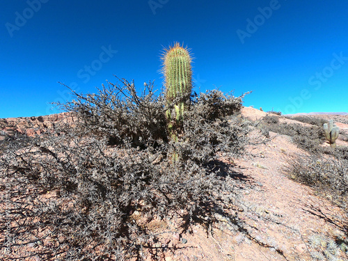 Pasacana cactus in a bush in its natural habitat near the Argentine village of Humahuaca photo