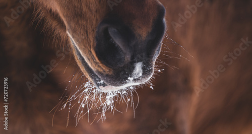 horse detail banner, dark matte. nostrils, winter, cold
