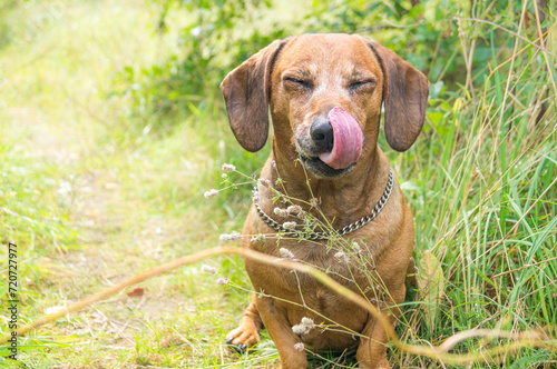 cute brown dachshund puppy in the nature enjoying the good weather